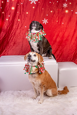 Annie n Coco-2475