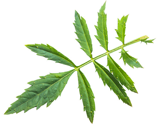 Flower_Leaf_1