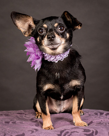 Foster Pansy-9289