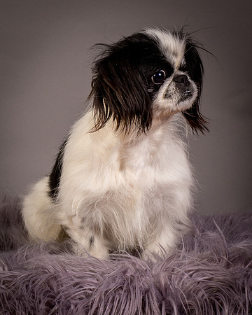 Foster Gypsy Rose-7846