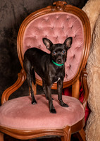 Foster Elvira-0150