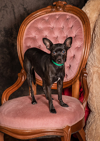 Foster Elvira-0150
