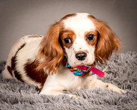 Foster josephina-3714