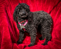 Foster Mindy-2660