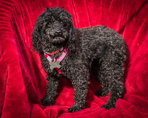 Foster Mindy-2660