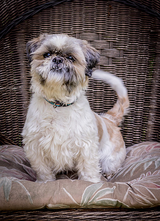 Foster Queenie-8332