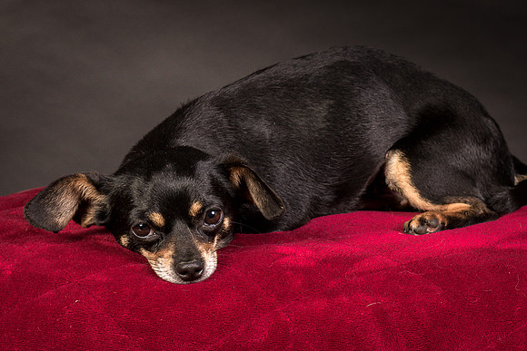 Foster Pansy-9457