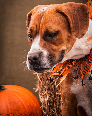 Foster Betsy-7543