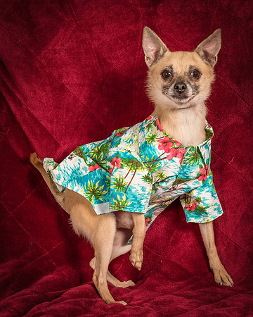 Foster Kiwi-8445