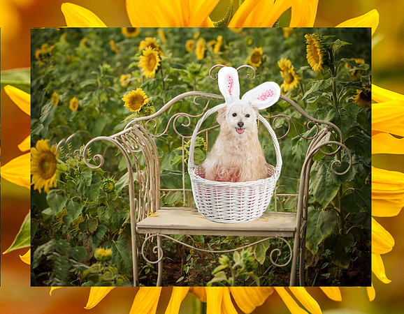 GCSPCA Calendar-May