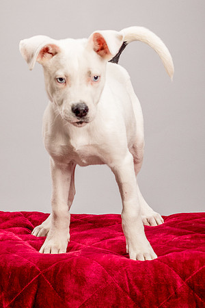 Foster Alvin-4738