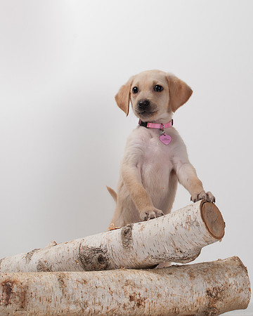 GCSPCA BB-6193