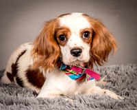Foster josephina-3718