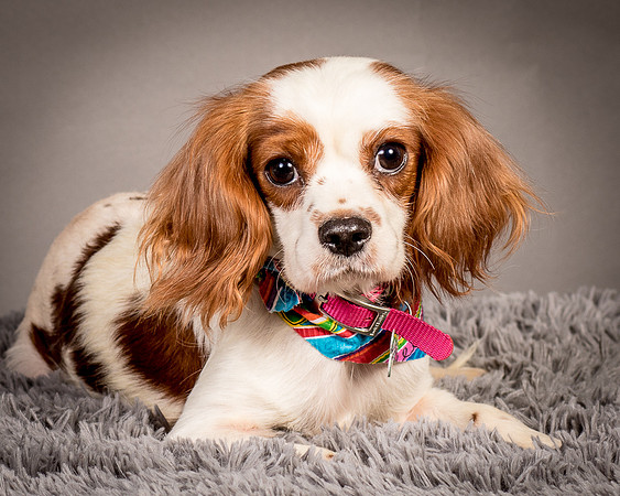 Foster josephina-3718