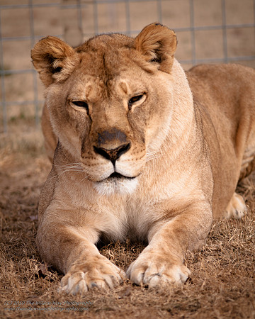 Suzies Pride-2210