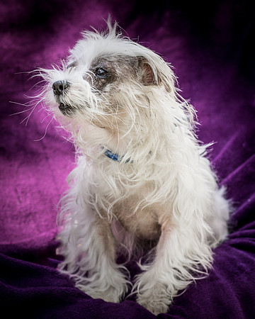 Foster Zuzu-6431