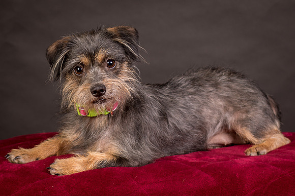 Foster Nadine-9588