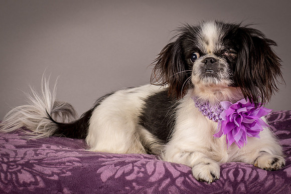 Foster Gypsy Rose-8002