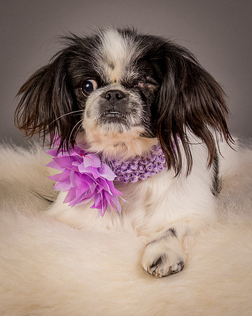 Foster Gypsy Rose-7949