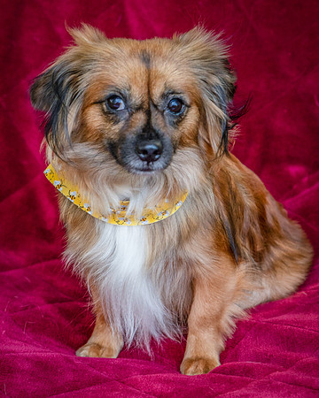 Foster Petunia-9340