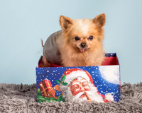 Foster Horace-0881