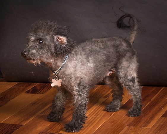 Foster Mokey-2024