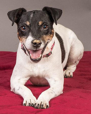 Foster Pollyanna-3804