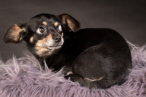 Foster Pansy-9421