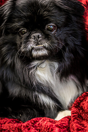 Foster Prince-0886
