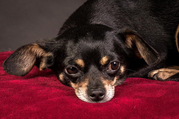 Foster Pansy-9532