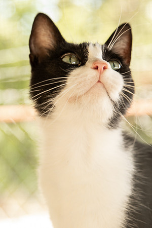 Darlington  Cats-9516