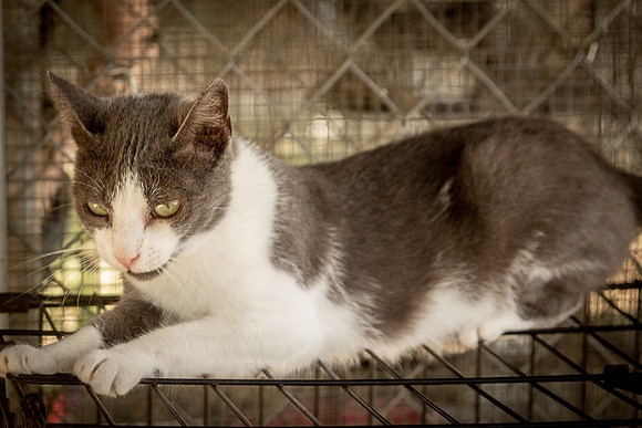 Darlington  Cats-9504