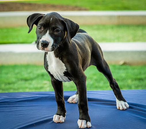 Foster Lola-9908