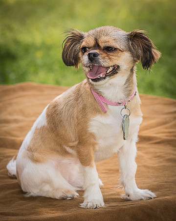 Foster Missy-0509