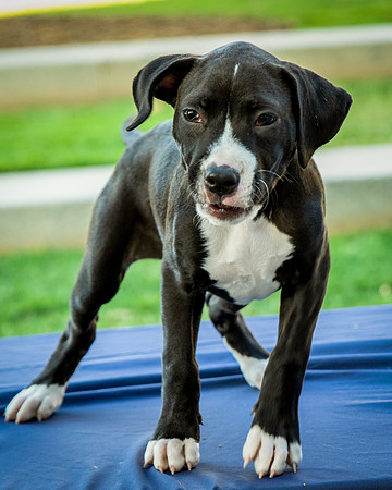 Foster Lola-9941