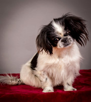 Foster Gypsy Rose-7692