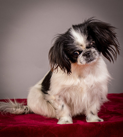 Foster Gypsy Rose-7692