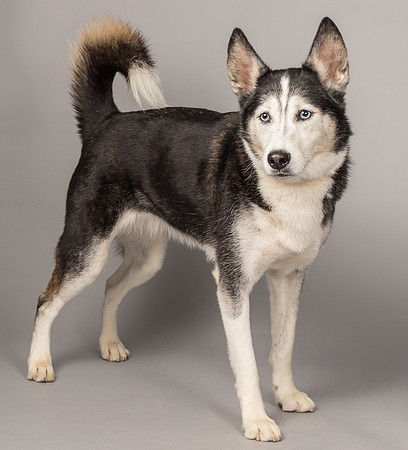Bella-2480