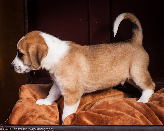 Oshie-9372