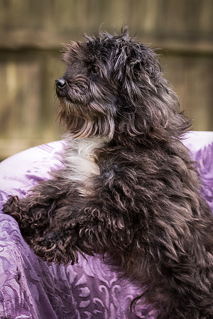 Foster Sammy-8270