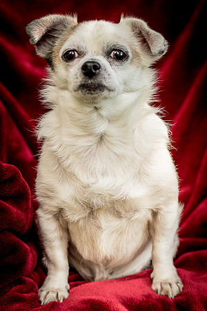 Foster Petey-0052