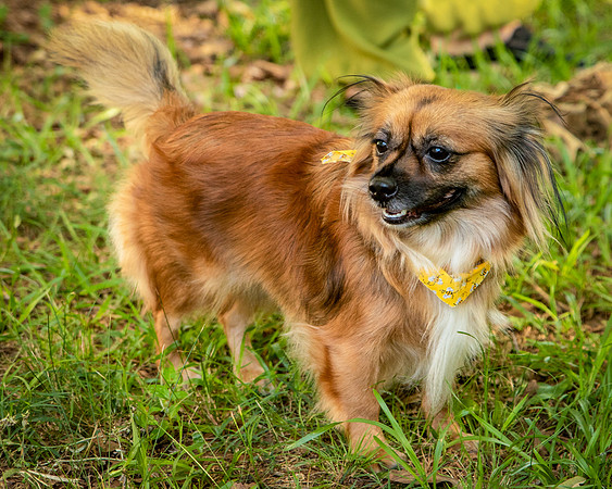 Foster Petunia-9430