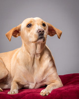 Foster June-3470