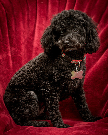 Foster Mindy-7429