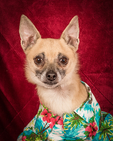 Foster Kiwi-8523