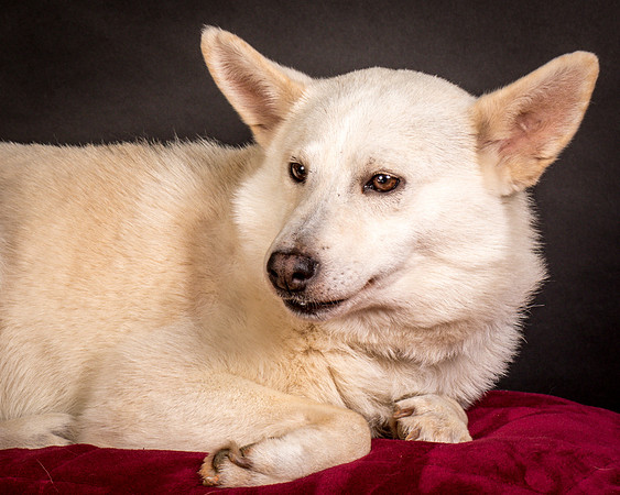 Foster Apache-0545