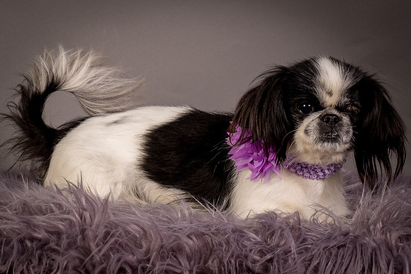 Foster Gypsy Rose-7902