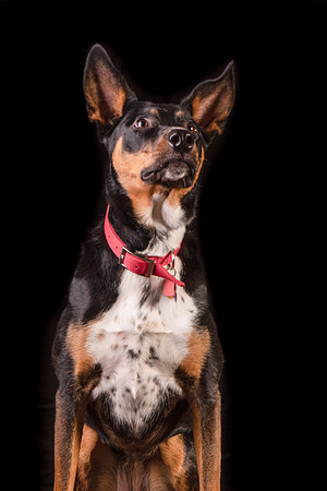 Foster Mia-1262