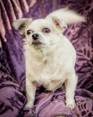 Foster Petey-9954