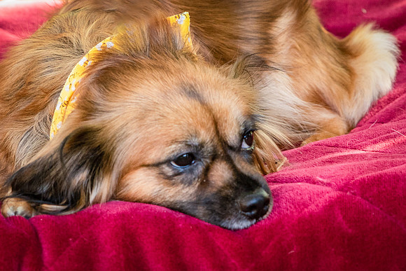 Foster Petunia-9278